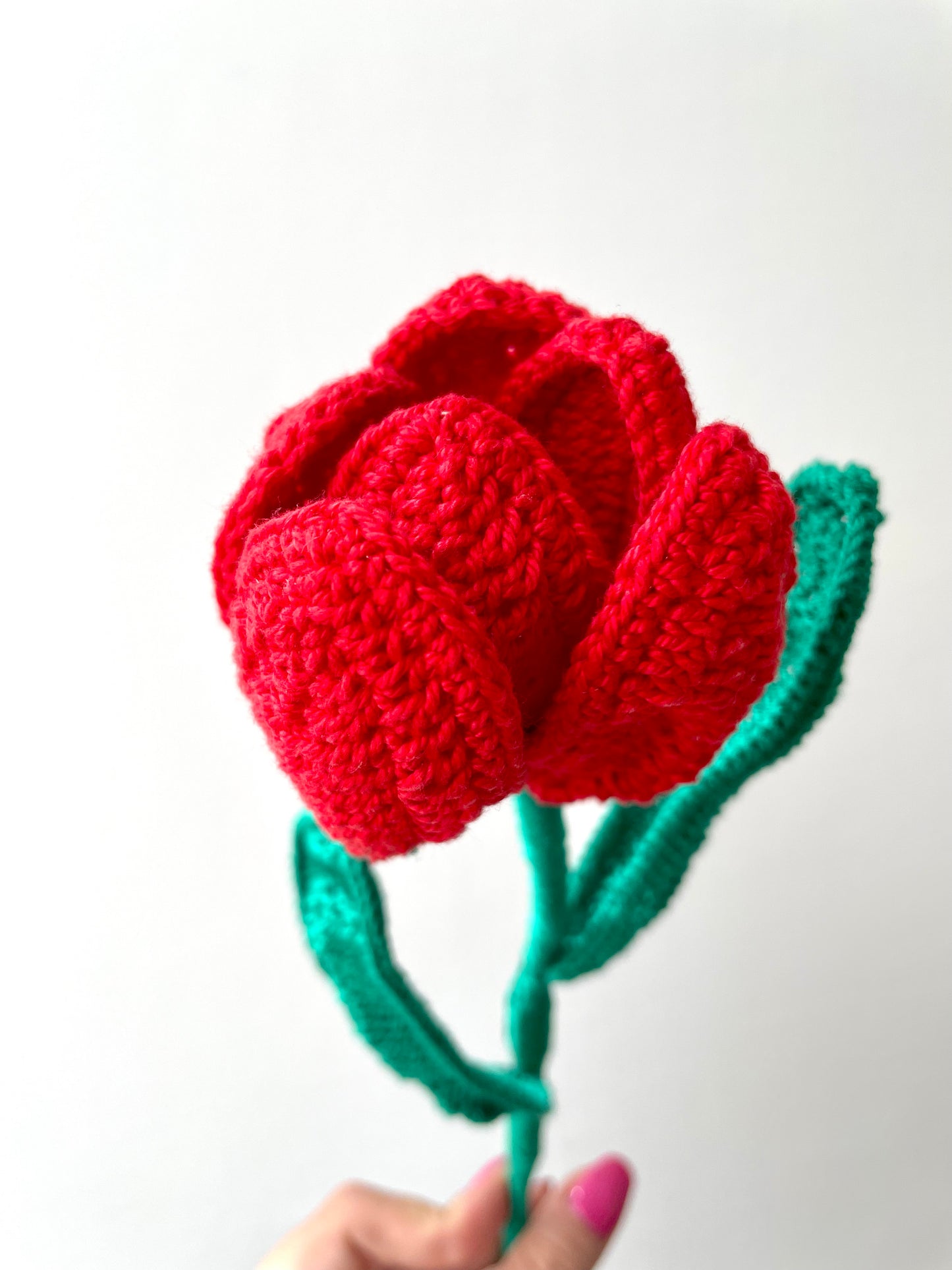 Tulipano